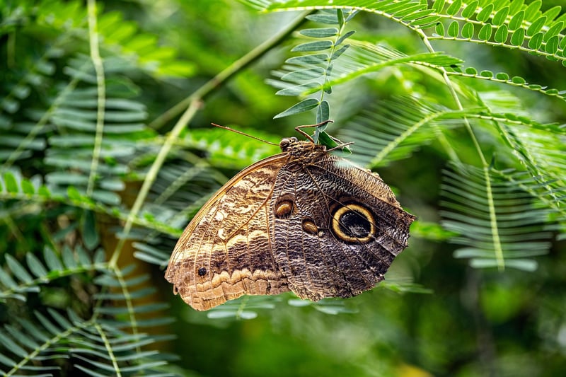 Butterfly Effect Guidelines