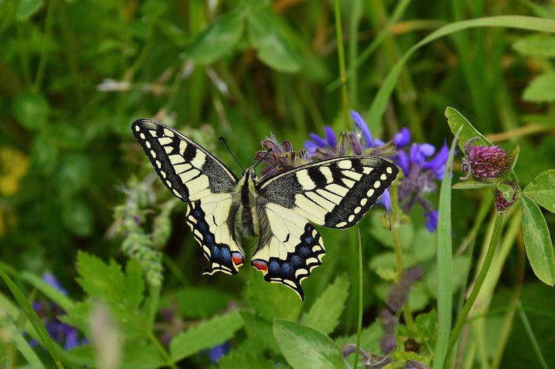 Butterfly Effect